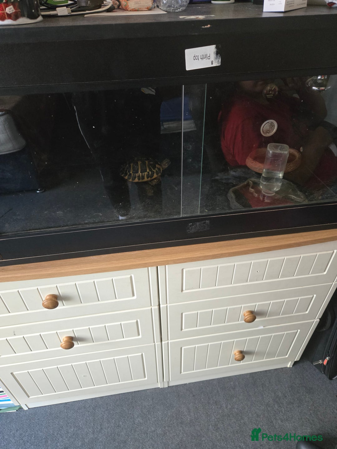 Hermann Tortoise reptiles for sale: For sale - Image 2