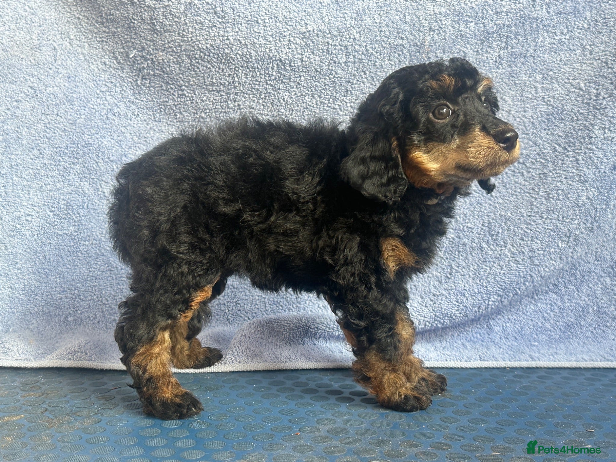 Miniature Poodle dogs 🌟🌟5 star licenced breeder🌟🌟 - Advert 2