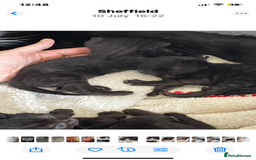 Mixed Breed cats for sale: All Black tiger stripes kittens 3 girls 🩷 - Image 10
