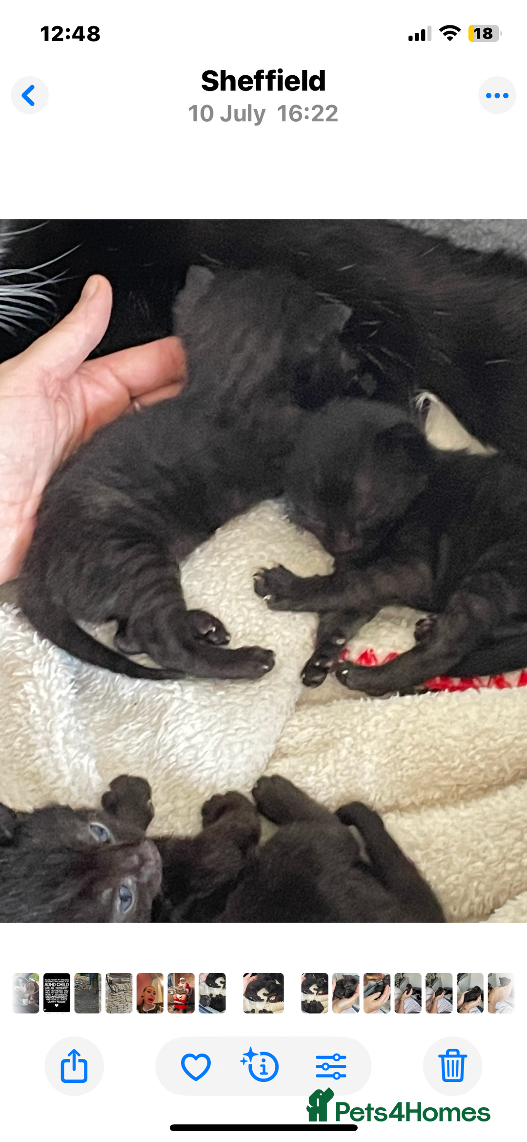 Mixed Breed cats for sale: All Black tiger stripes kittens 3 girls 🩷 - Image 10