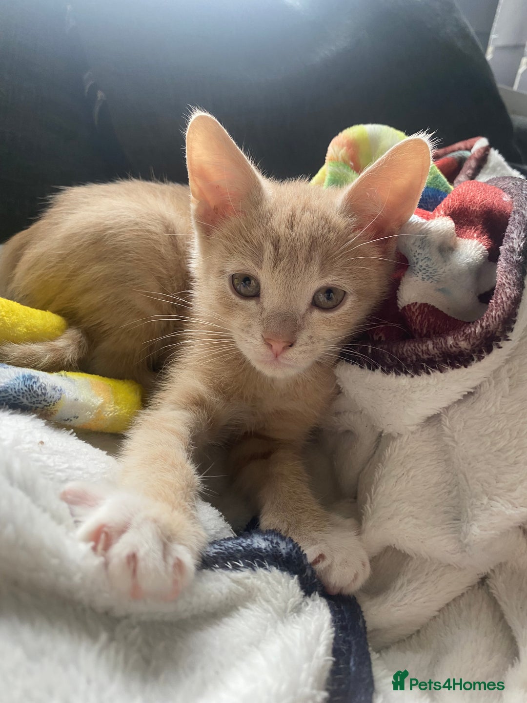 Mixed Breed cats for sale: Last kitten remaining💙💙 - Image 14