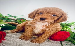 Cavapoo dogs for sale: 🐶 Beautiful F1B Cavapoo Puppies for Sale 🐶 - Image 7