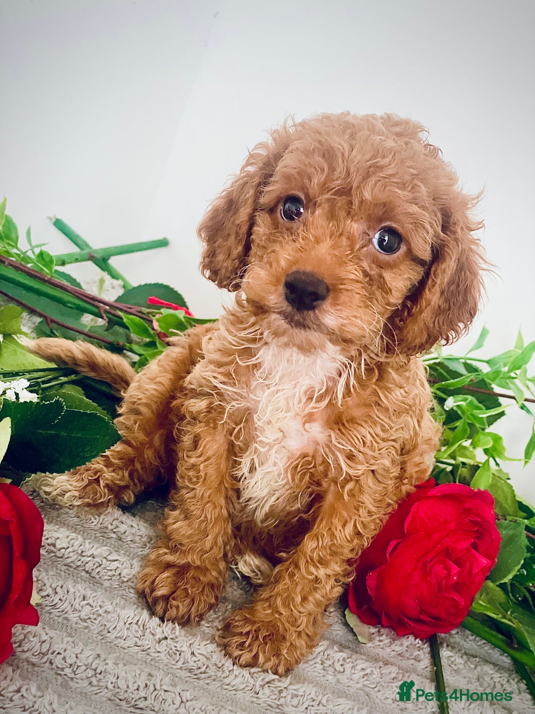 Cavapoo dogs for sale: 🐶 Beautiful F1B Cavapoo Puppies for Sale 🐶 - Image 7
