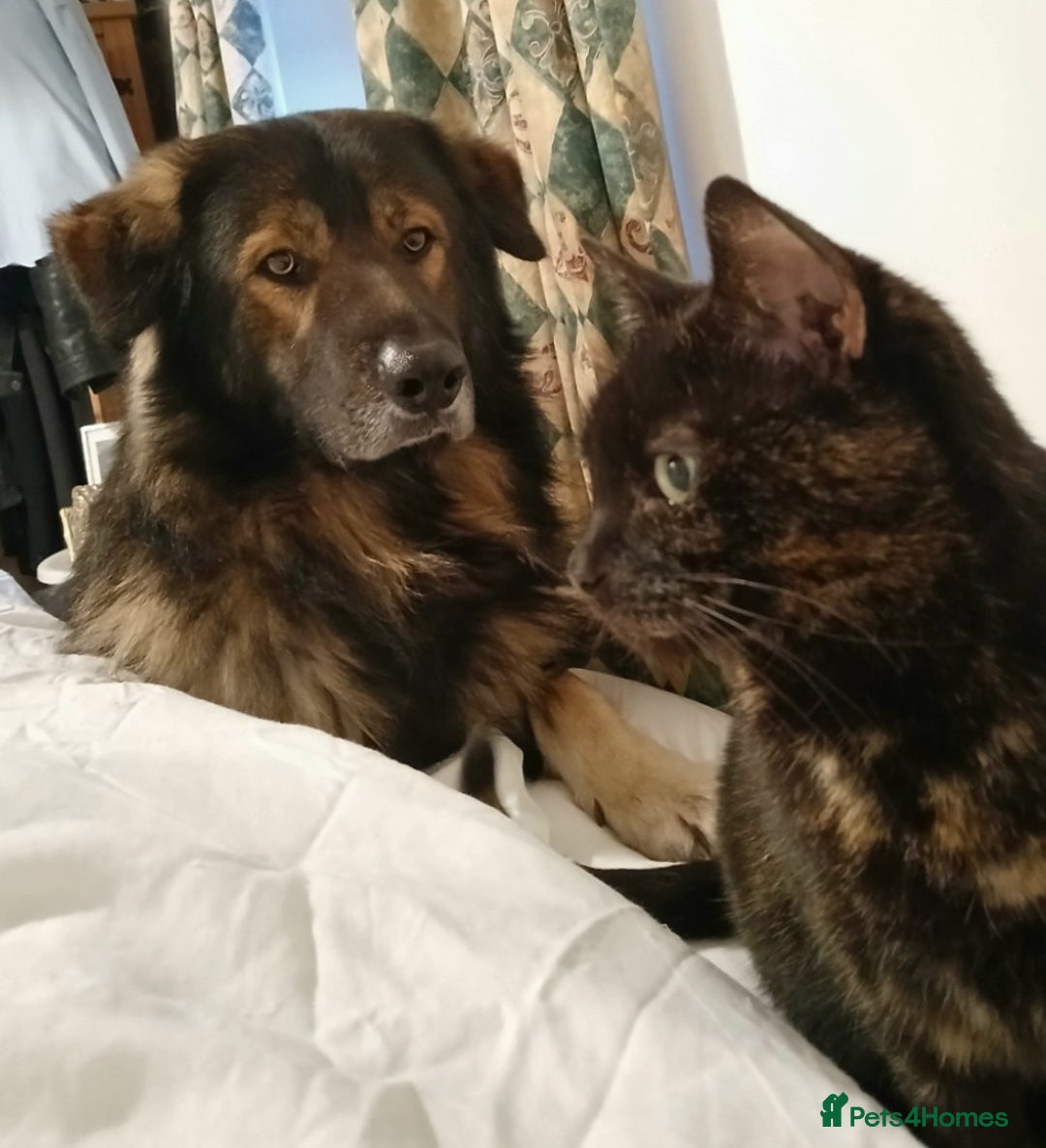 Mixed Breed dogs for sale: German Shephard/Cross - Advert 3