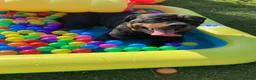 Rottweiler dogs for sale: KC registered rottweiler puppies - Advert 29