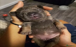 French Bulldog dogs for sale: French bulldog carrying fluffy and isabella - Image 3