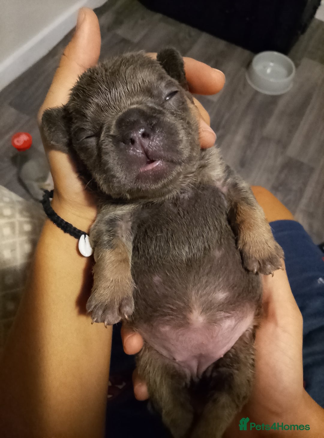 French Bulldog dogs for sale: French bulldog carrying fluffy and isabella - Image 3