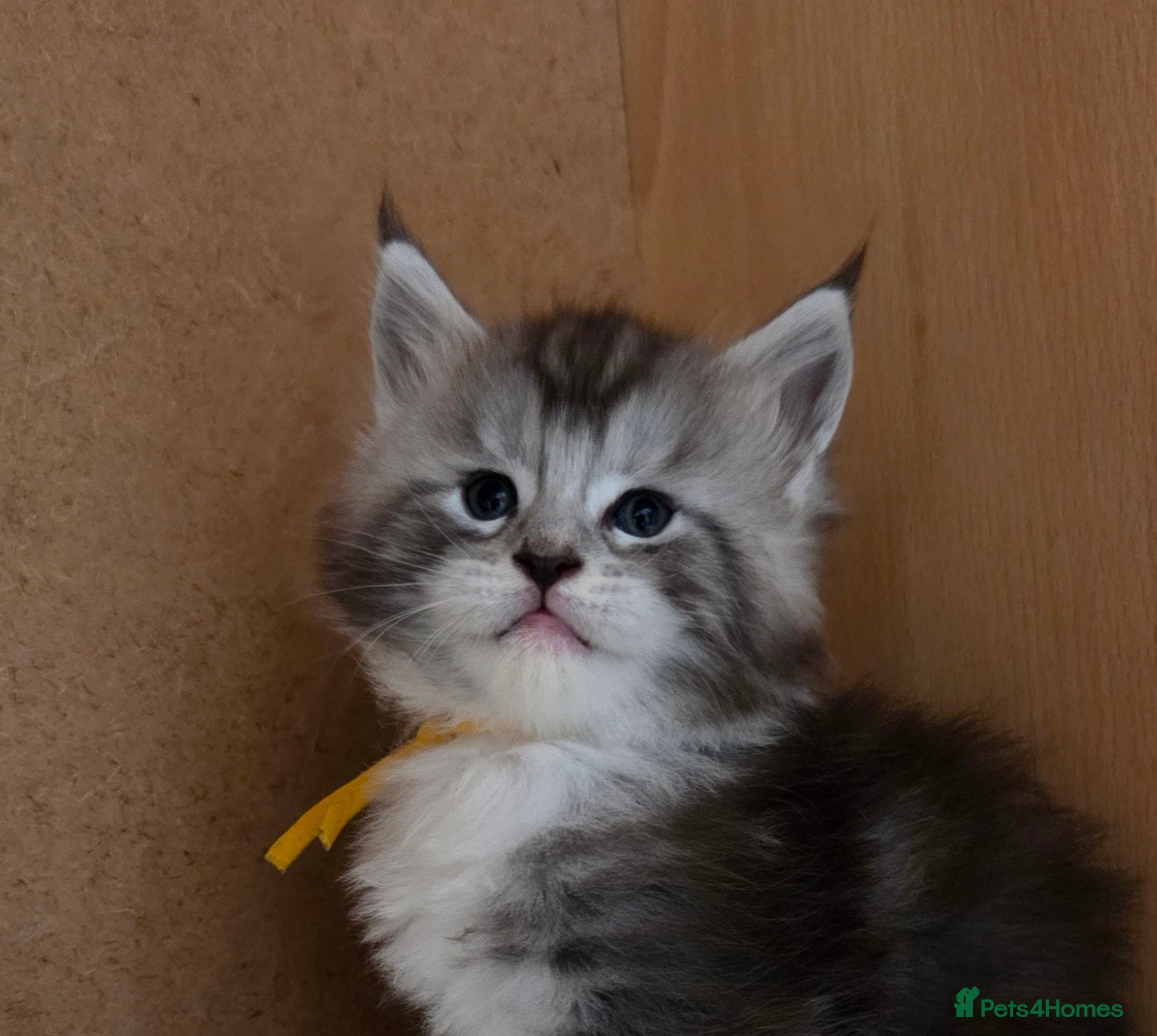 Maine Coon cats for sale: Outstanding Quality Tica shaded line kittens - Advert 1