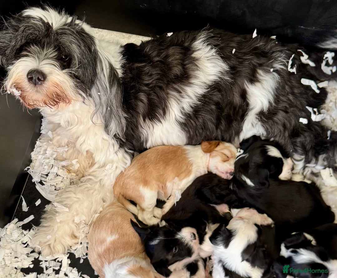 Tibetan Terrier dogs for sale: Stunning KC Reg Tibetan terrier Puppies  - Advert 2