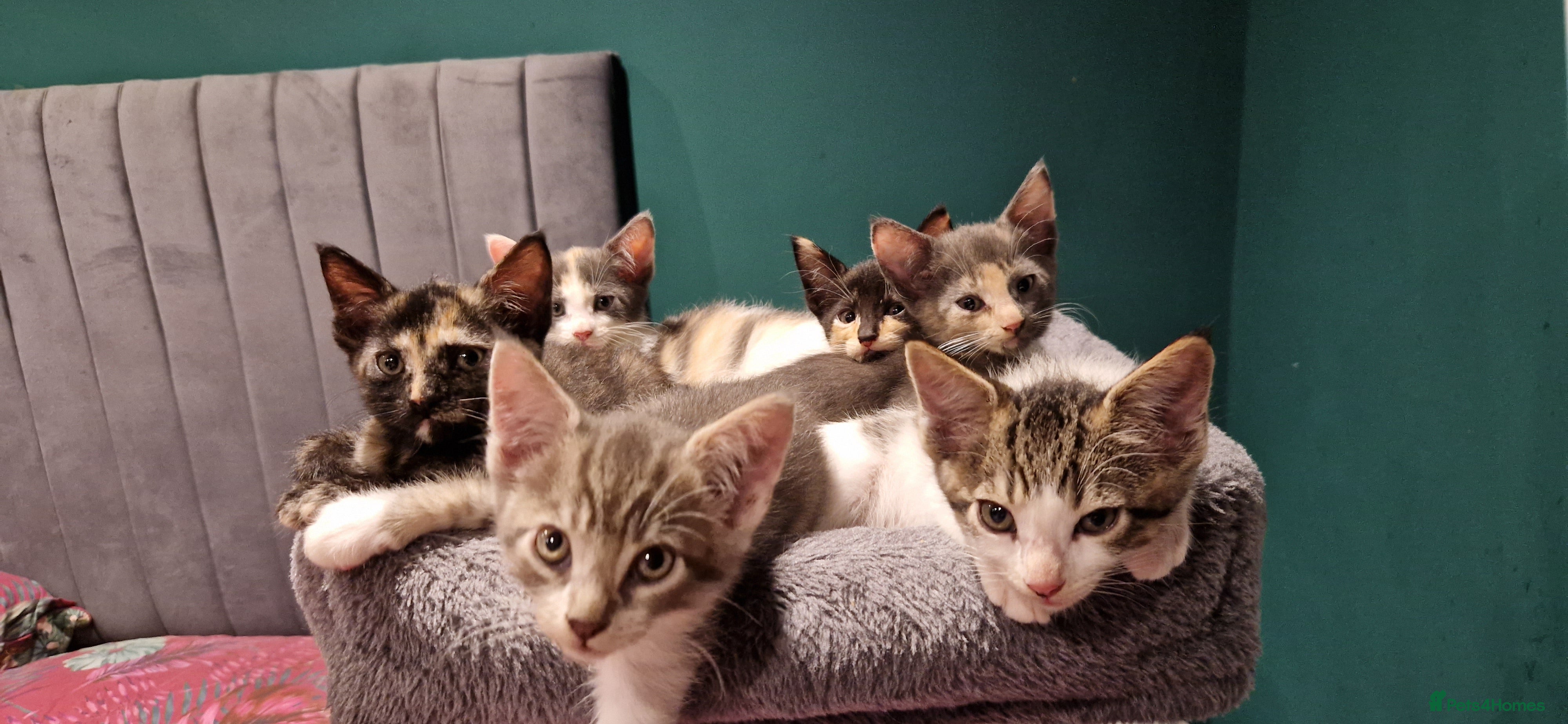 Mixed Breed cats Maine coon X Sphynx - Advert 1