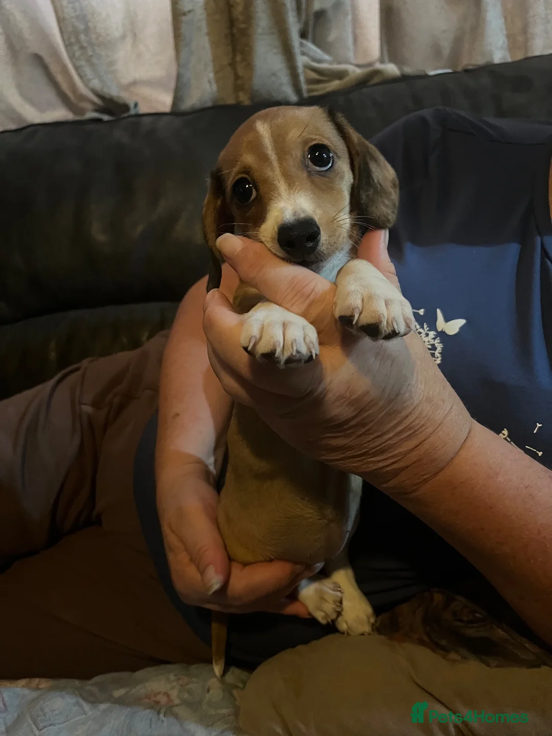 Chiweenie dogs for sale: Beautiful baby chiweenies 🐾🐕 - Advert 2