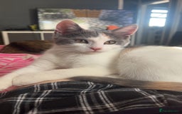Mixed Breed cats for sale: Last baby girl available  - Image 1