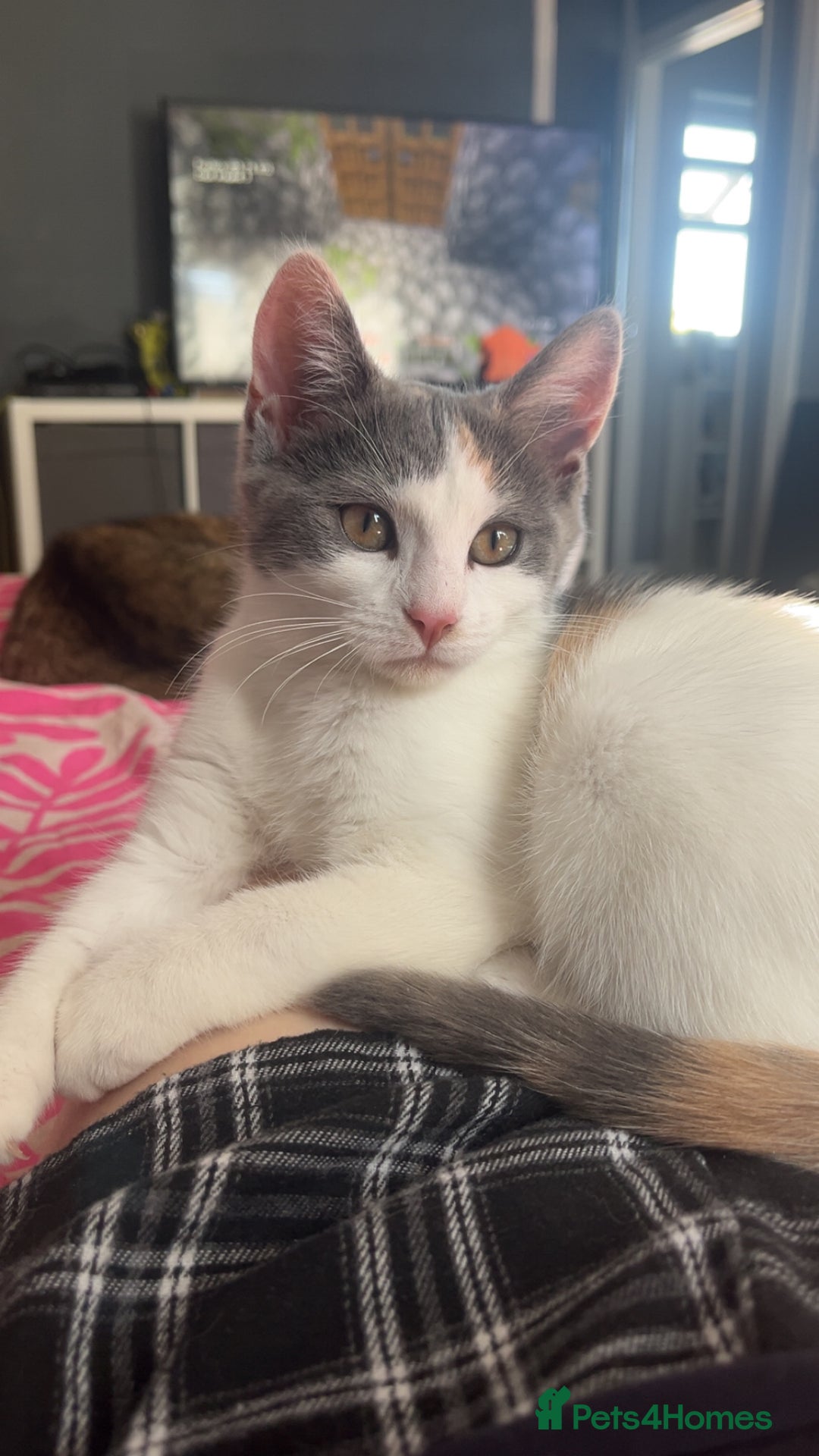 Mixed Breed cats for sale: Last baby girl available  - Image 1