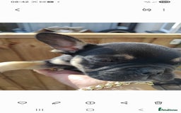 French Bulldog dogs for sale: French bulldog  - Image 5