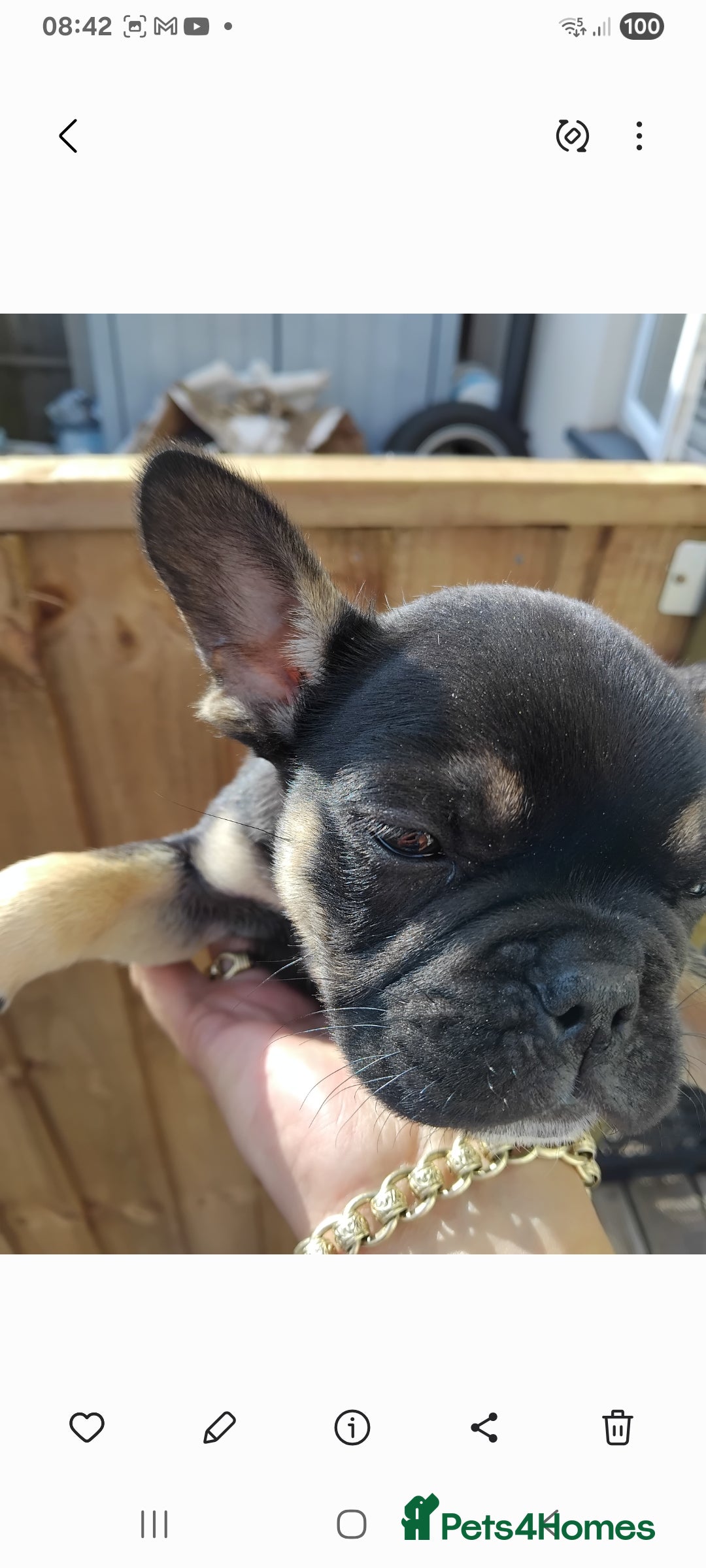 French Bulldog dogs for sale: French bulldog  - Image 5
