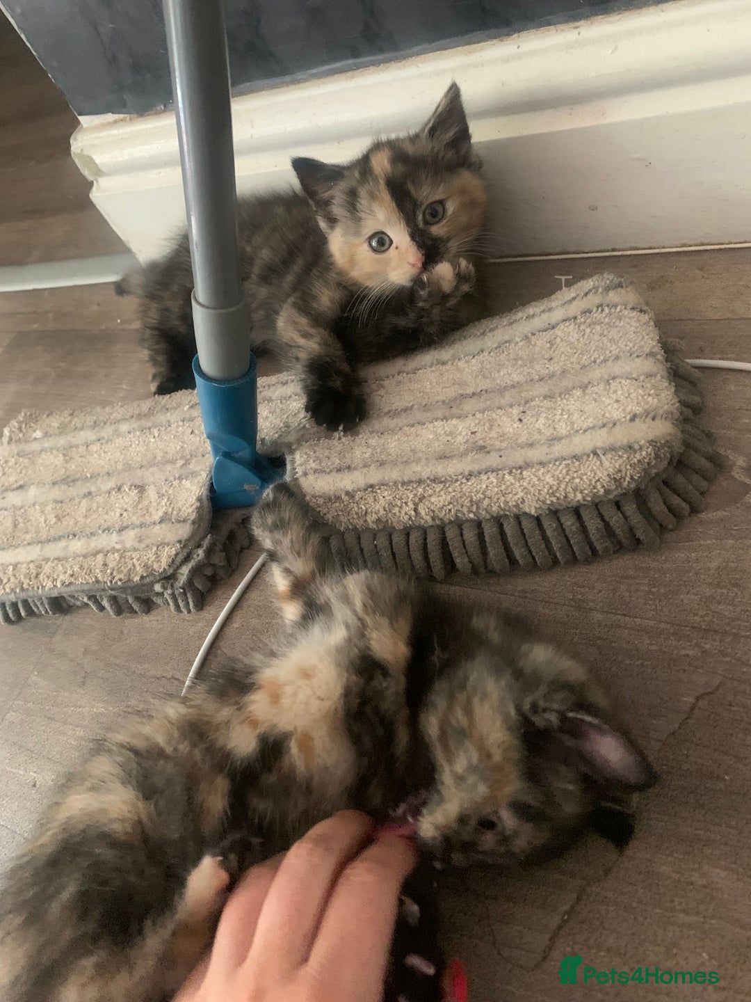 British Shorthair cats for sale: 2 female kittens  - Advert 3