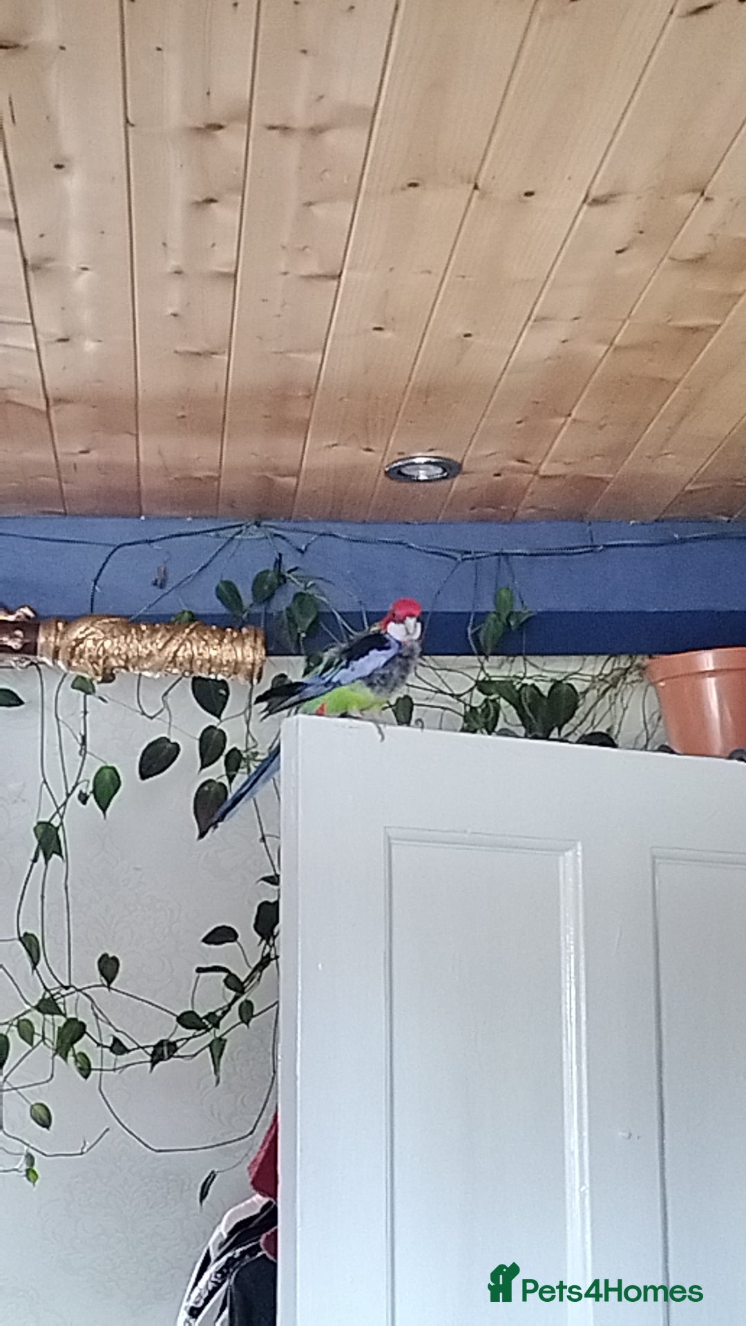 Parrots birds Eastern Rosella Looking for a good loving Home  - Advert 3