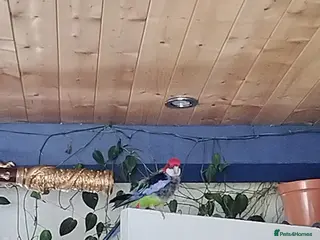 Parrots birds Eastern Rosella Looking for a good loving Home - Advert 3