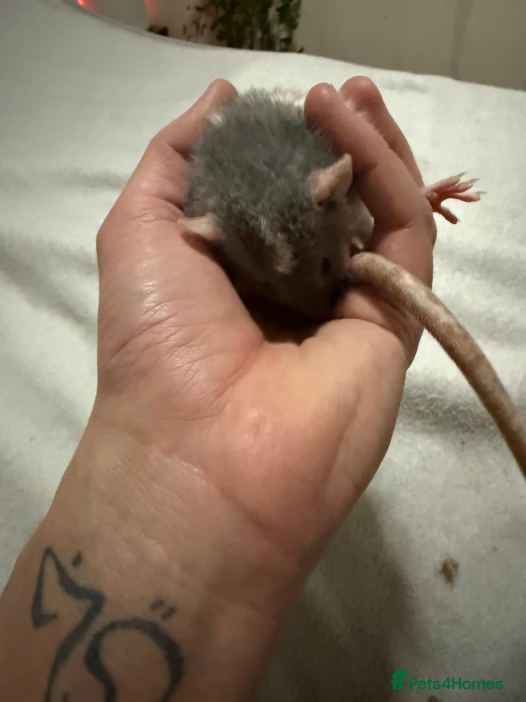 Rat rodents for sale: 4 male jumbo rats  - Advert 11