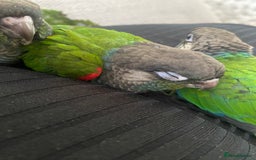 Conures birds for sale: Hand reared silly tame conure  - Image 10
