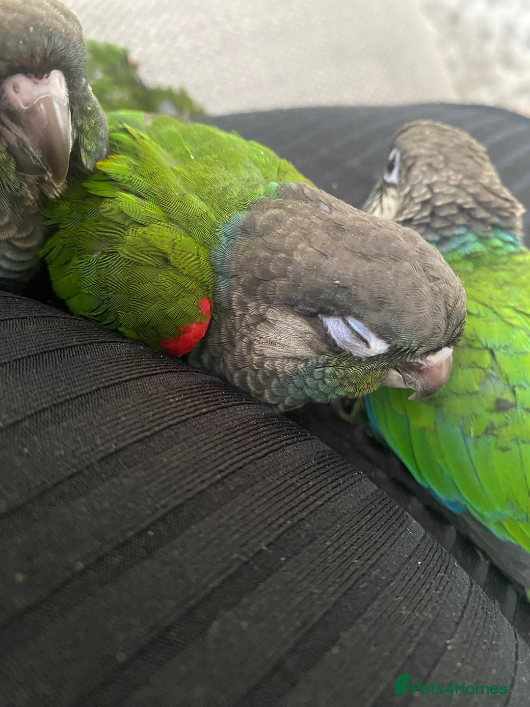 Conures birds for sale: Hand reared silly tame conure  - Image 10