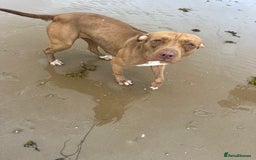 American Bull Staffy dogs for sale: Loving female for adoption  - Advert 22