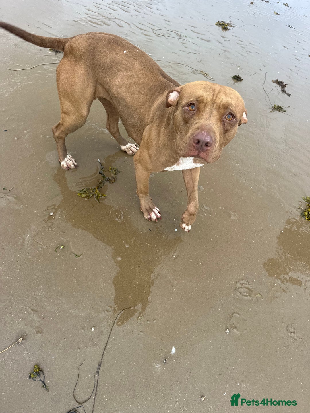 American Bull Staffy dogs for sale: Loving female for adoption  - Advert 22