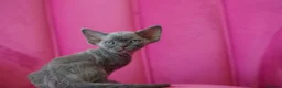 Devon Rex cats for sale: ❤️ Pure Line Devon Rex Kittens Available ❤️ - Advert 14