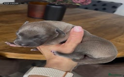 Whippet dogs for sale: STUNNING! TOP PEDIGREE BLUE FAWN WHIPPETS! KC REG - Image 7