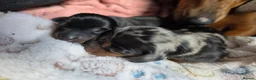 Miniature Dachshund dogs for sale: MINIATURE DACHSHUNDS TO FIND THEIR FOREVER HOME 🏡 - Advert 21