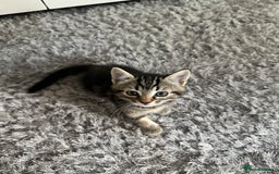 Mixed Breed cats for sale: 🐾 Adorable Kittens Looking for Loving Homes 🤍 - Image 5
