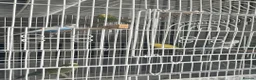 Budgerigars birds for sale: 5 budgies WITH CAGE birds for sale  in Barking - Advert 3