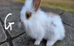 Lionhead rabbits for sale: baby lionheads for sale now 1 boy and 1 girl 😍 - Image 1