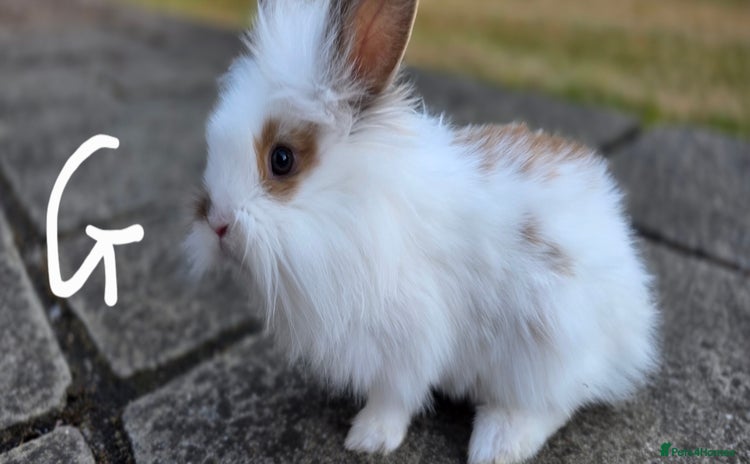 Lionhead rabbits - Advert 10