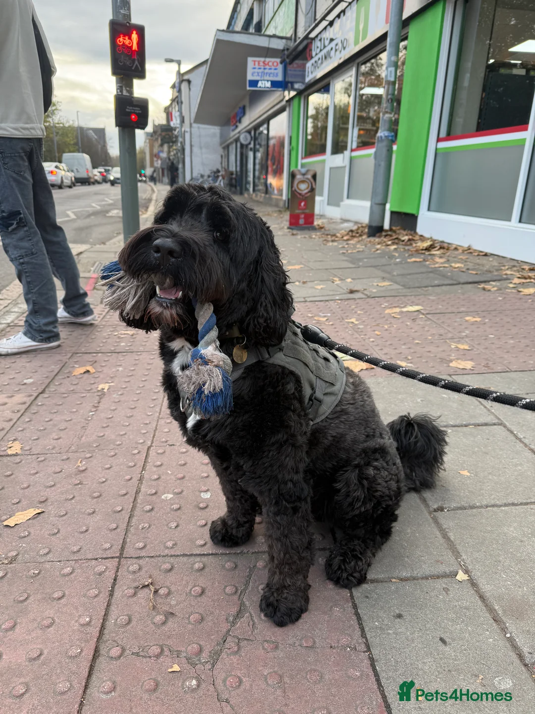 Portuguese Water Dog dogs for stud: Stud muffin lookin for lovin in Cambridge - Advert 4