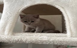 British Shorthair cats for sale: British shorthair kittens lilac & blue⭐️ - Image 5