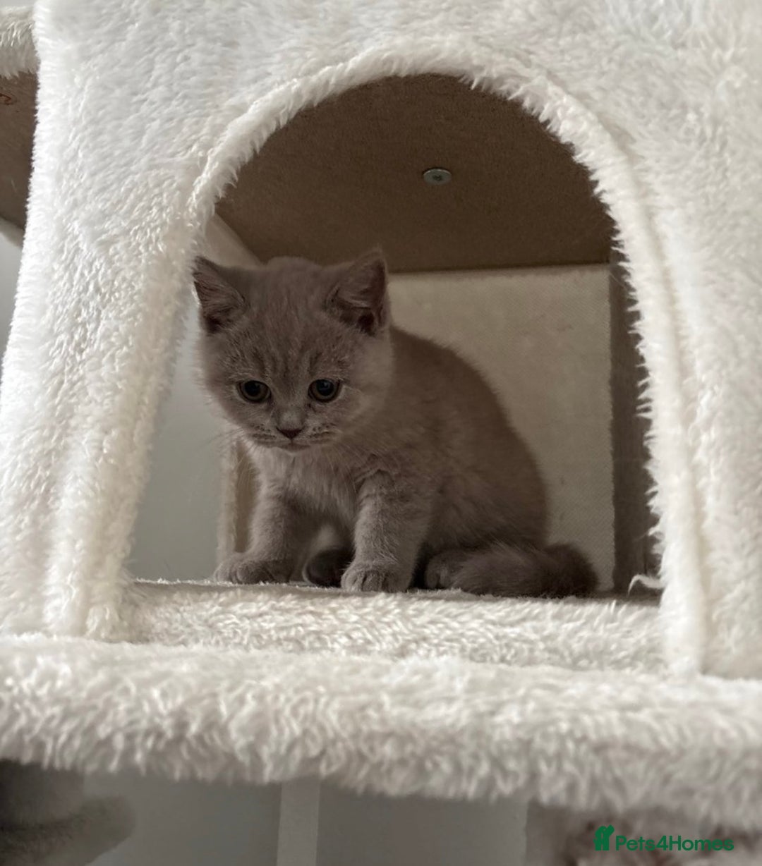 British Shorthair cats for sale: British shorthair kittens lilac & blue⭐️ - Image 5