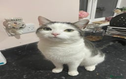 Domestic Shorthair cats for sale: Female domestic shorthair 2 years old - Image 3