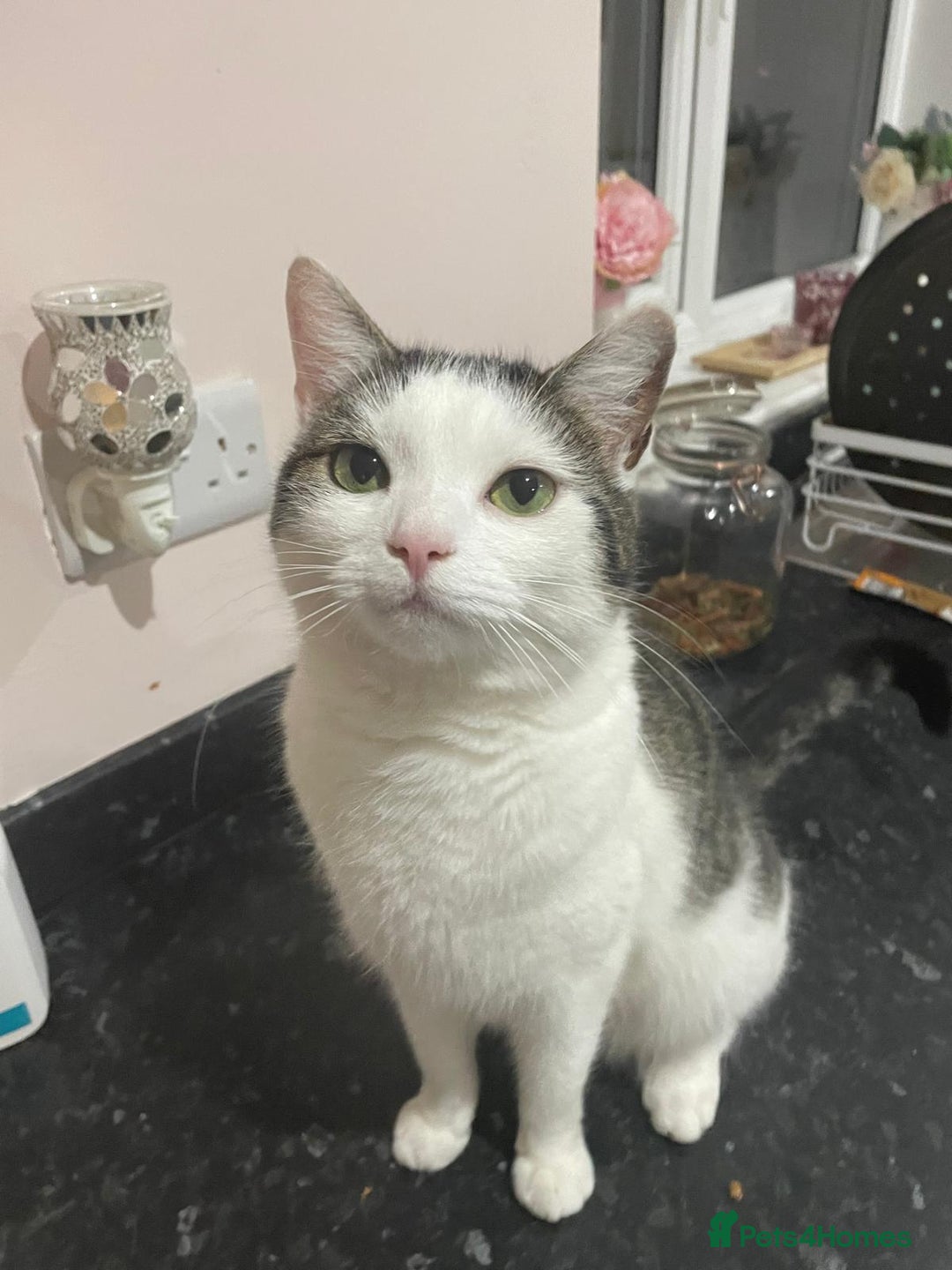 Domestic Shorthair cats for sale: Female domestic shorthair 2 years old - Image 3