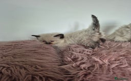 Ragdoll cats for sale: Seal point ragdoll kittens - Image 8