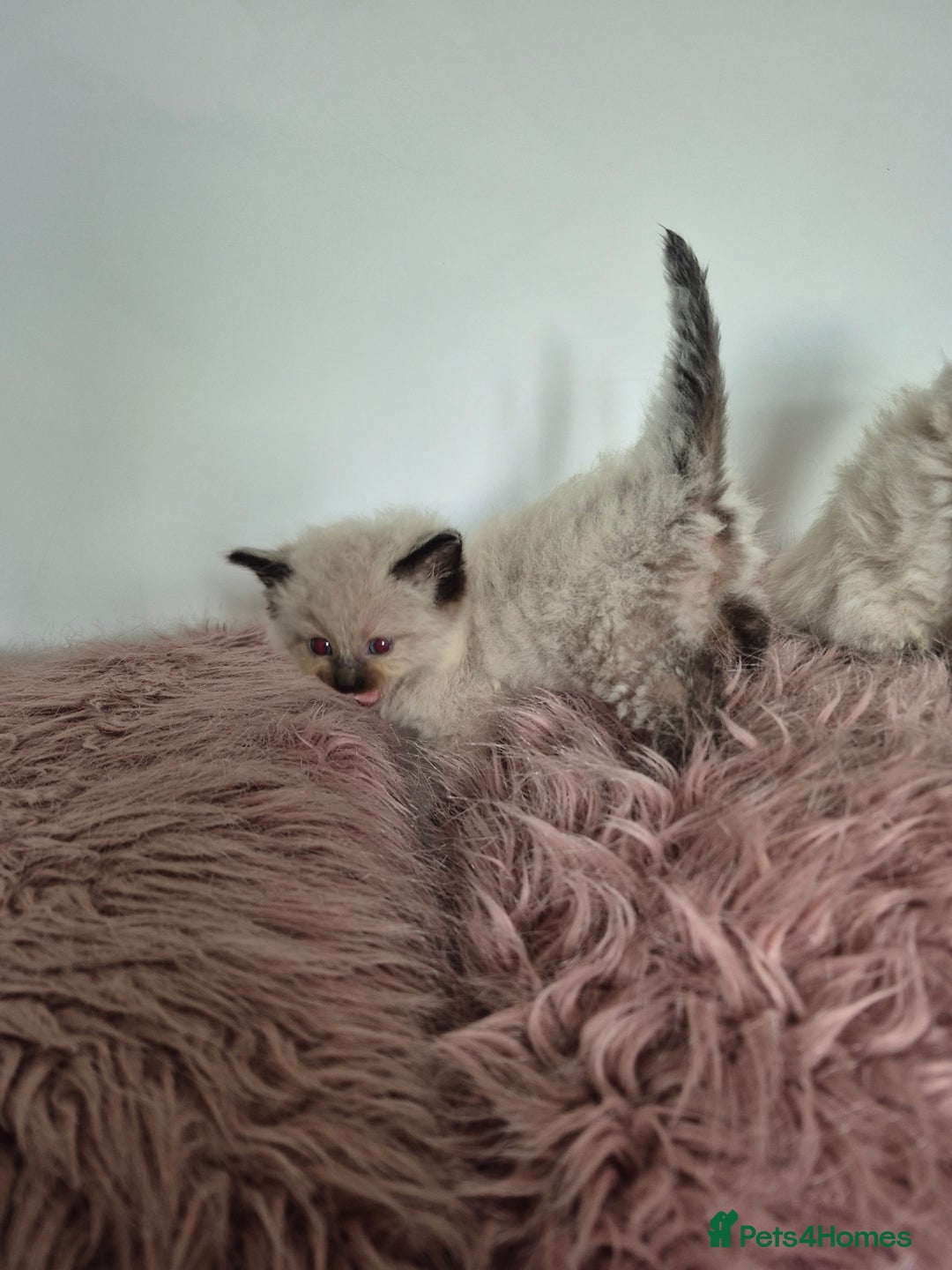 Ragdoll cats for sale: Seal point ragdoll kittens - Image 8