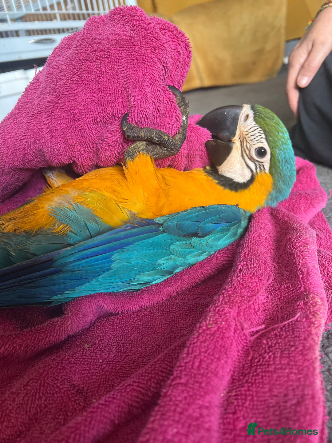 Macaws birds for sale: Hand reared blue & gold Macaw Chick - Image 38