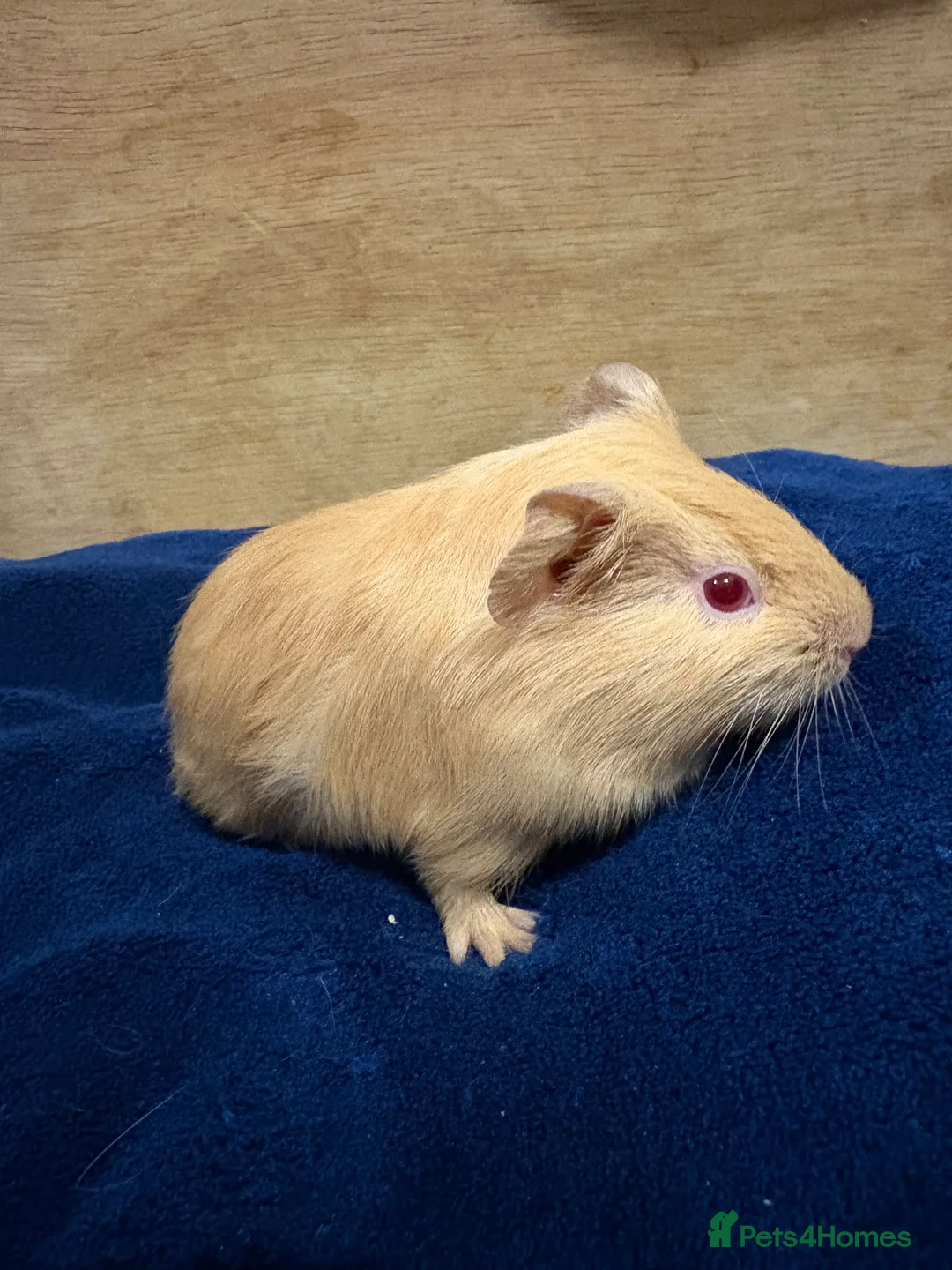 Guinea Pig rodents for sale: Baby guinea pigs for sale  - Advert 3
