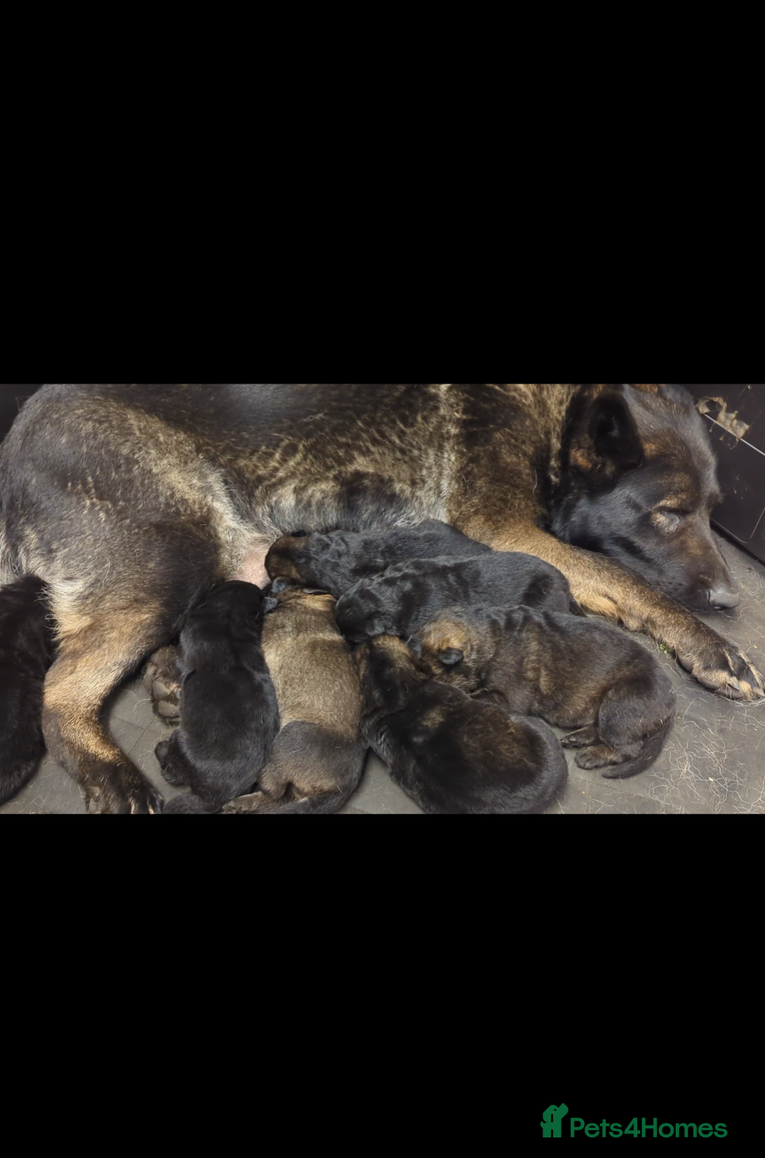 German Shepherd dogs for sale: German shepherd  - Advert 2