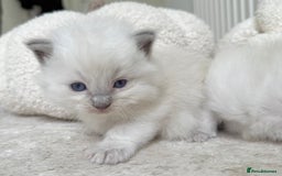 Ragdoll cats for sale: BLUE POINT RAGDOLL KITTENS - Image 6