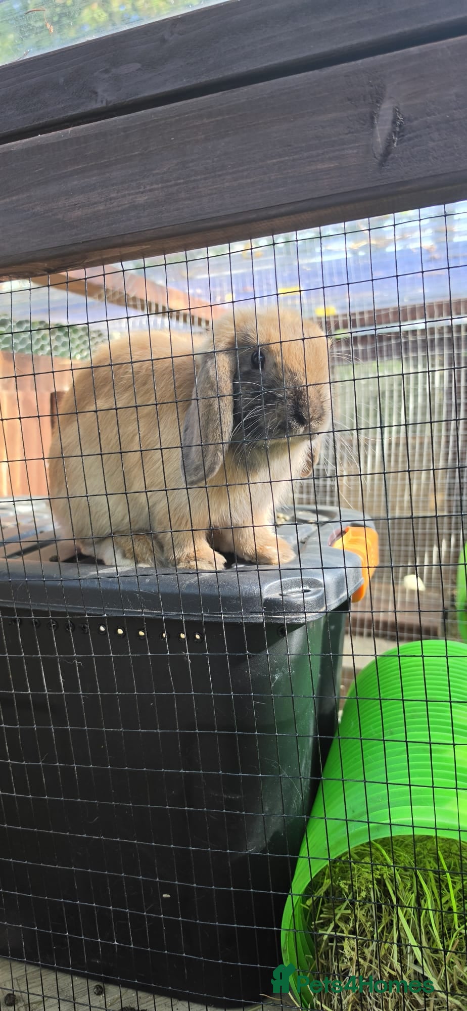 Mini Lop rabbits Mini lop male - Advert 1