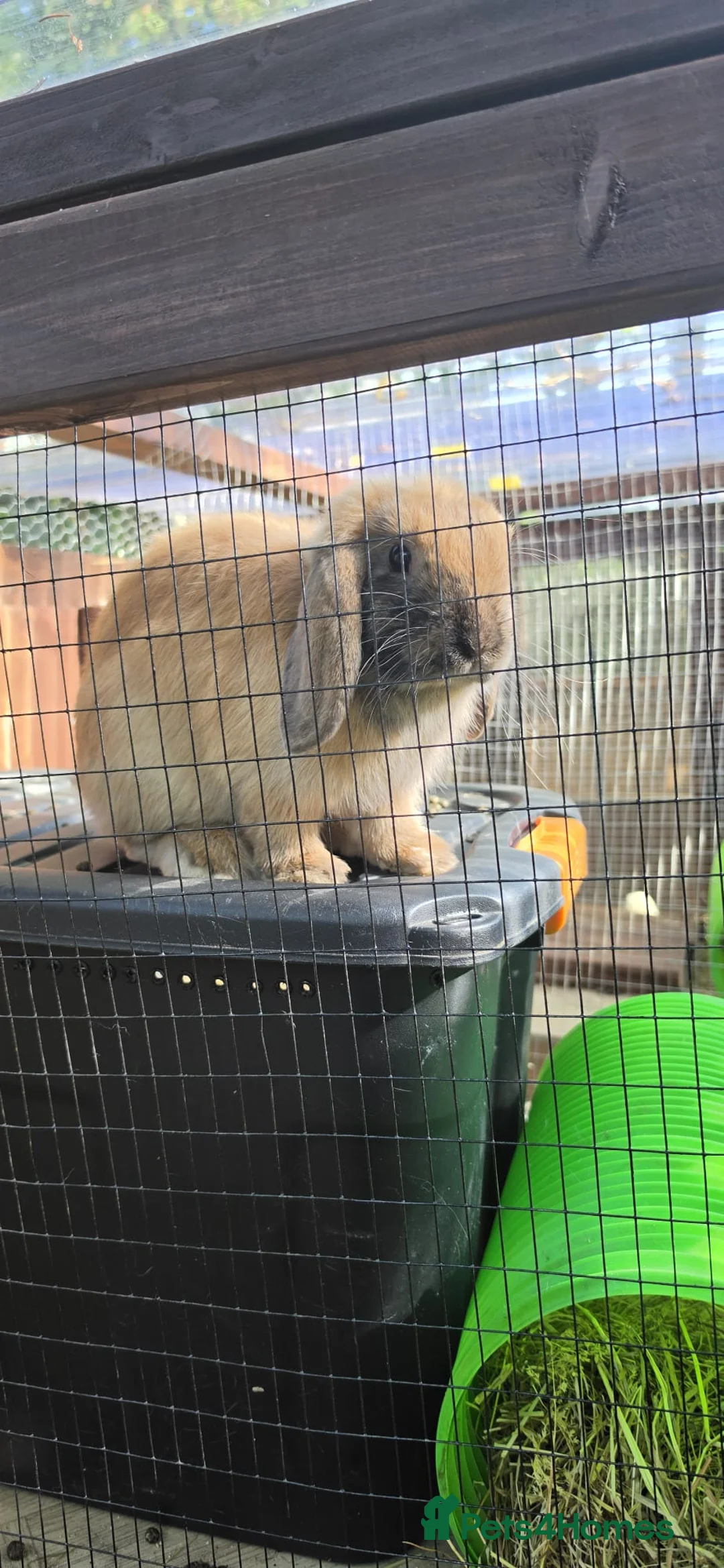 Mini Lop rabbits for sale: Mini lop male - Advert 1