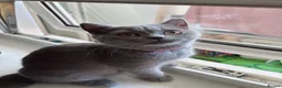 British Shorthair cats for sale: British shorthair tabby chocolate  - Advert 5