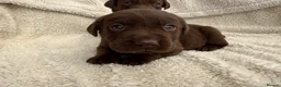 Labrador Retriever dogs for sale: Chocolate Labrador Puppies - Advert 11