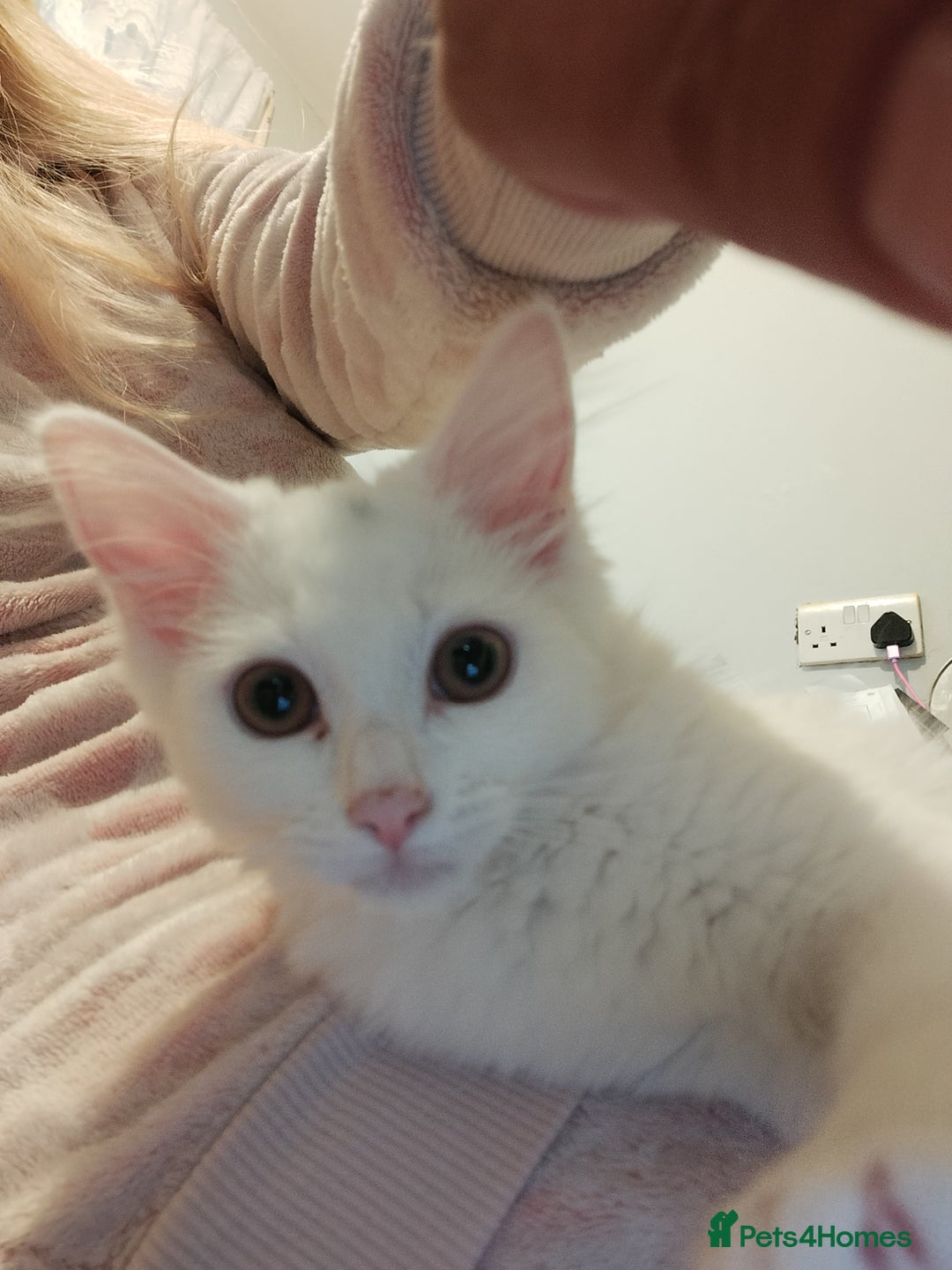 Turkish Angora cats for sale: Cat for sale  - Image 6